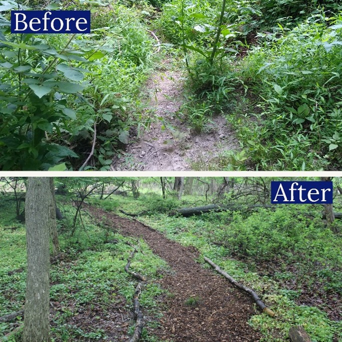 Text on image says "Before" and "After". Before shows overgrown forest. After shows cleared forest path.